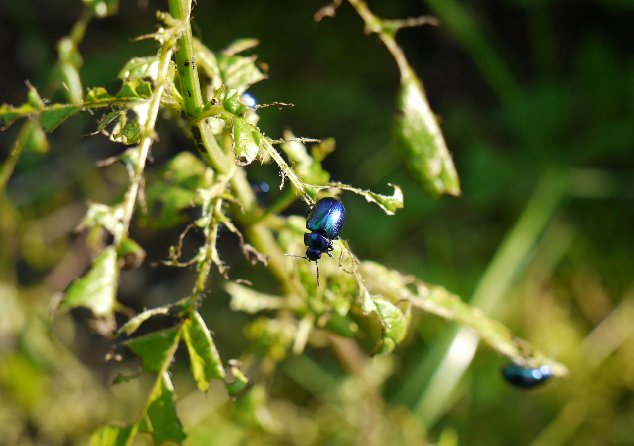 Mintbug.