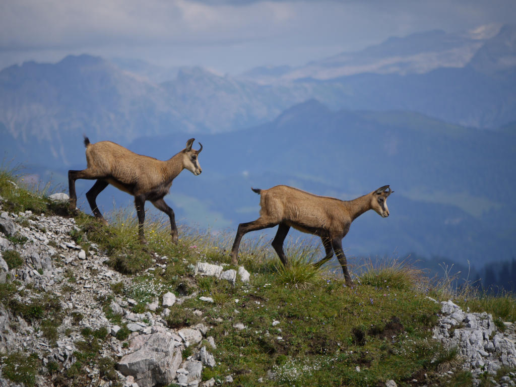 chamois