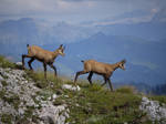 chamois by MadMike27