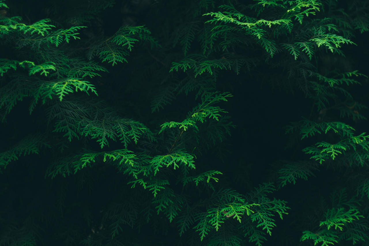 Beautiful Green Pine Tree Wallpaper by niivu3 on DeviantArt