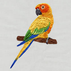 Sun-conure-700