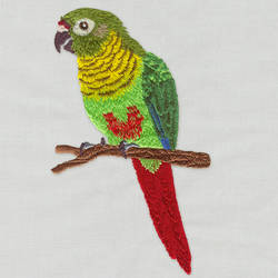 Maroon-bellied-conure-700