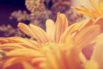 Bloom by RosleinRot
