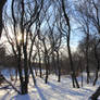 Winter Trees