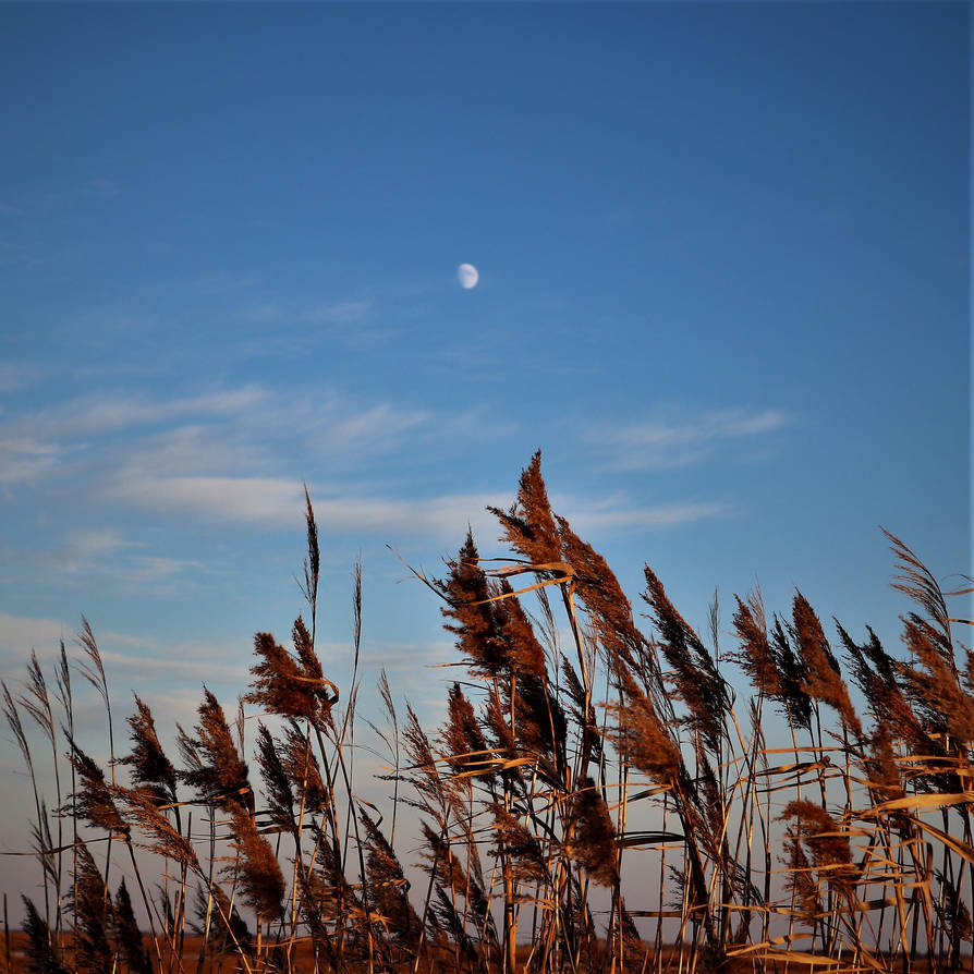 Moonless Prairie Half Moon and Prairie Grassland by Canon-Man1 on DeviantArt