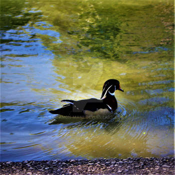 Wood Duck