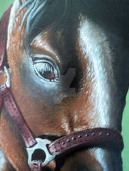 Bay Stallion (close up)