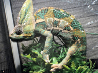 Grumpy Chameleon