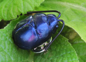 S V - Klamath Weed Beetle