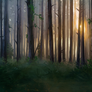 FREE Background - Forest