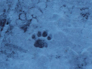 single paw in the snow