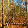 Another Arch of Floating Branches