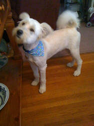 Charlie's New Haircut