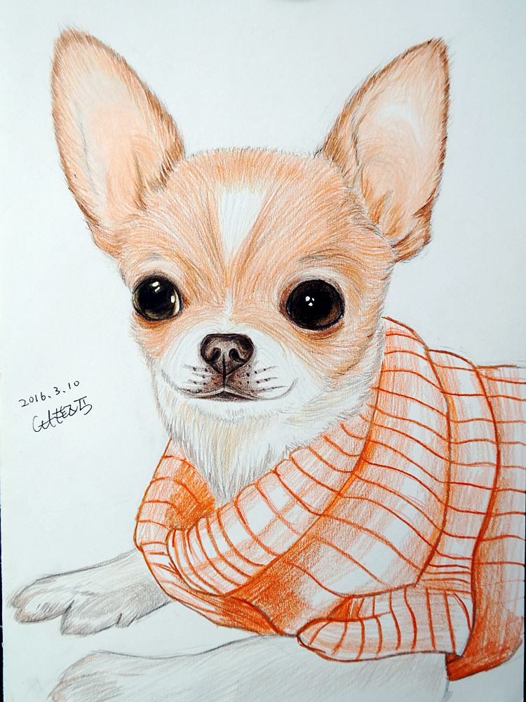 Chihuahua Colored Drawing By Akamu08 On Deviantart