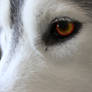 The Wolf Eye