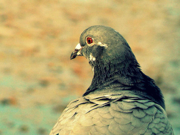 galob by Binucha on DeviantArt