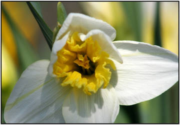 The Sad Daffodil