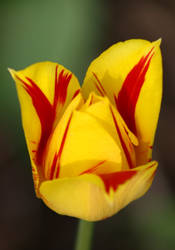 Tulip