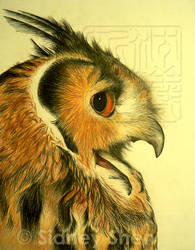 Indian Eagle Owl