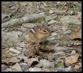 Chipmunk...