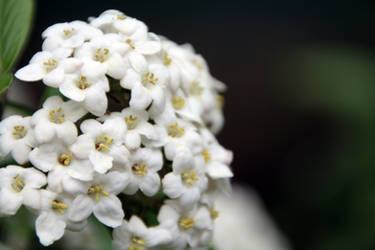 white flowers