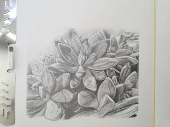 Succulent Drawing