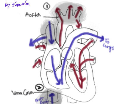 Heart Blood flow biology