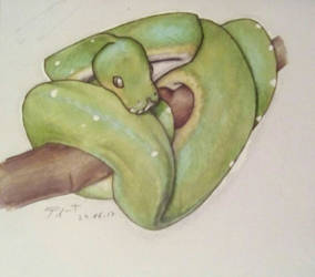 Green boa constrictor