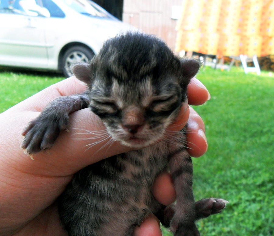 M kitten by AngiShyArt on DeviantArt