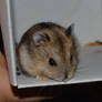 Meet the hamster UPDATE OMG