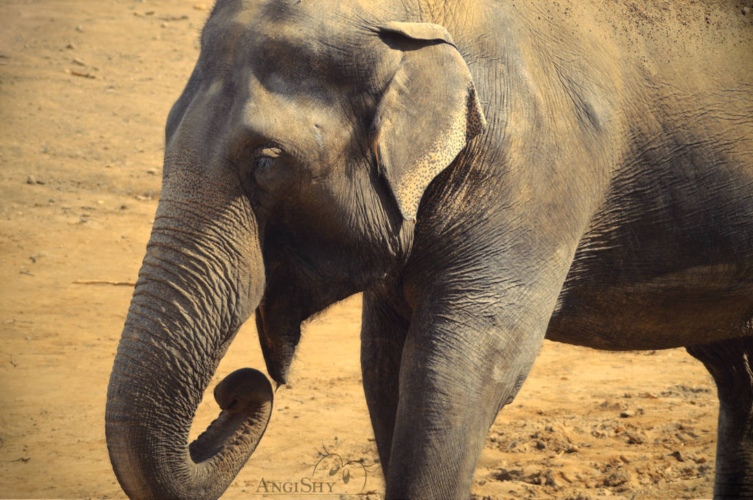 Elephant by AngiShyArt on DeviantArt