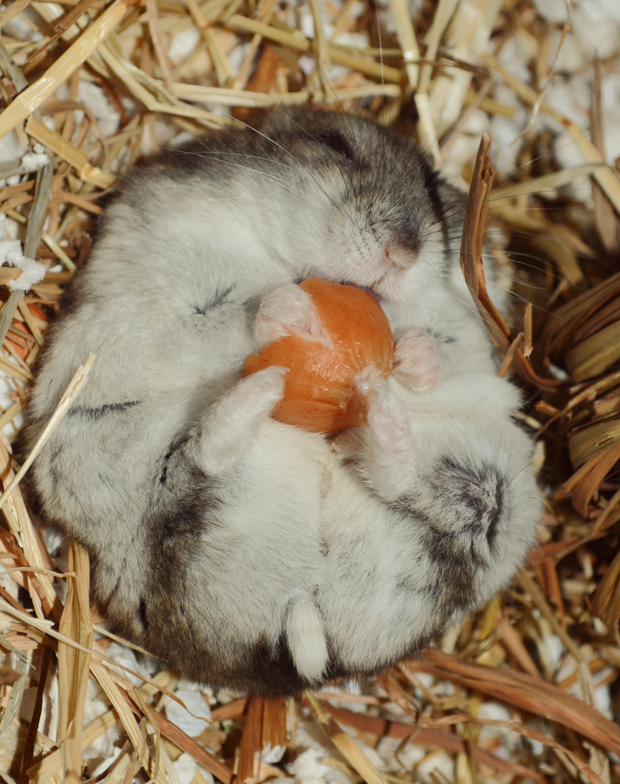Hamster eating on back by AngiShyArt on DeviantArt