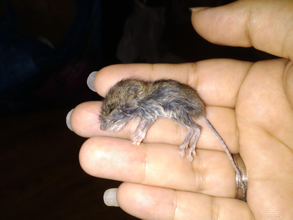 Orphaned Baby Mouse Last Sad Update By Angi Shy On Deviantart Orphaned Baby Mouse Last Sad Update By Angi Shy On Deviantart