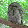 Tawny Frogmouth 2