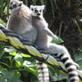 Sunbaking Lemurs