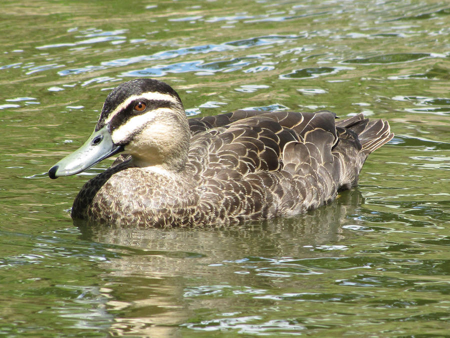 Pacific Black Duck