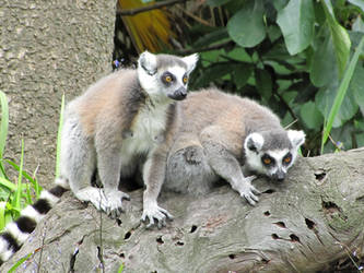 Curious Ring-Tailed Lemurs