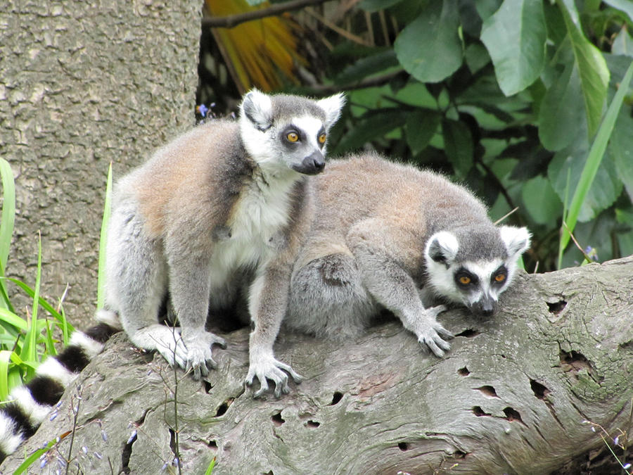 Curious Ring-Tailed Lemurs