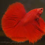 red halfmoon betta