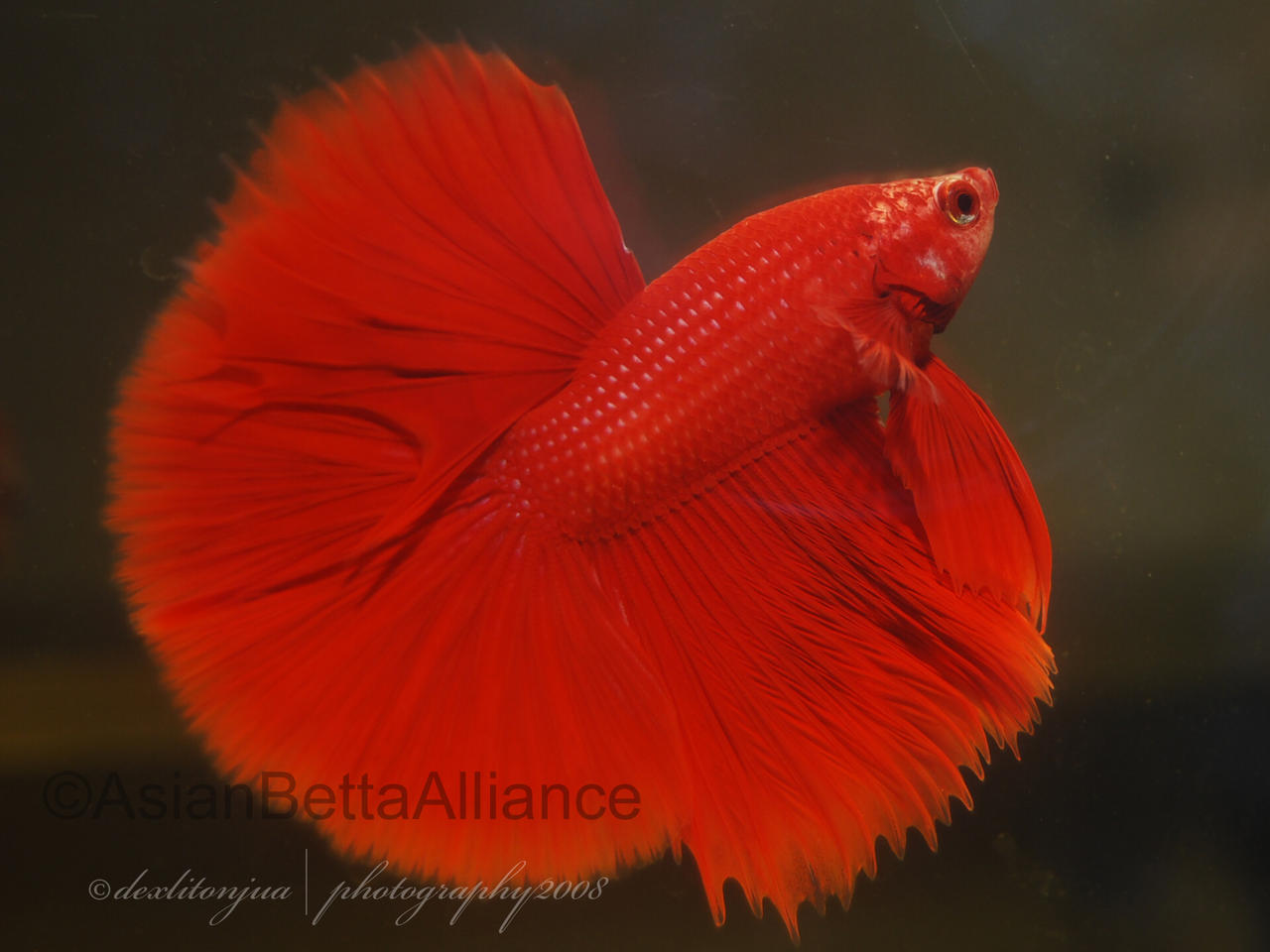 Red Halfmoon Betta By Iwishfoalife On Deviantart