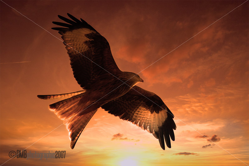 Red kite Sunrise