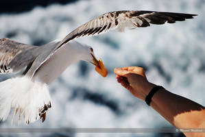 Feeding bird