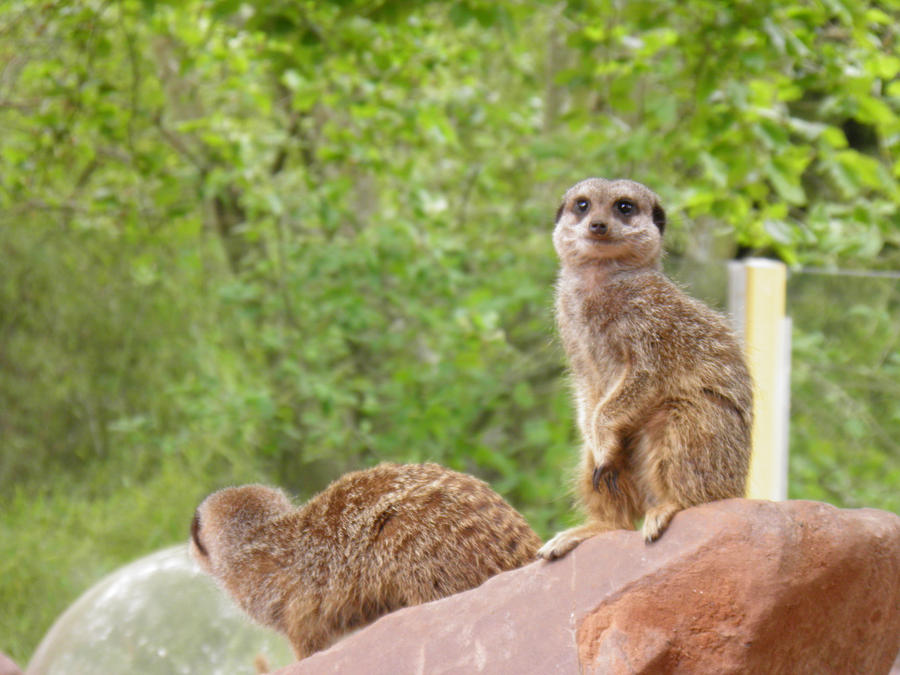 Meerkats 2