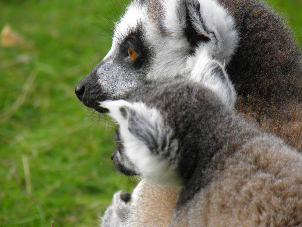 Ring-Tailed Lemur