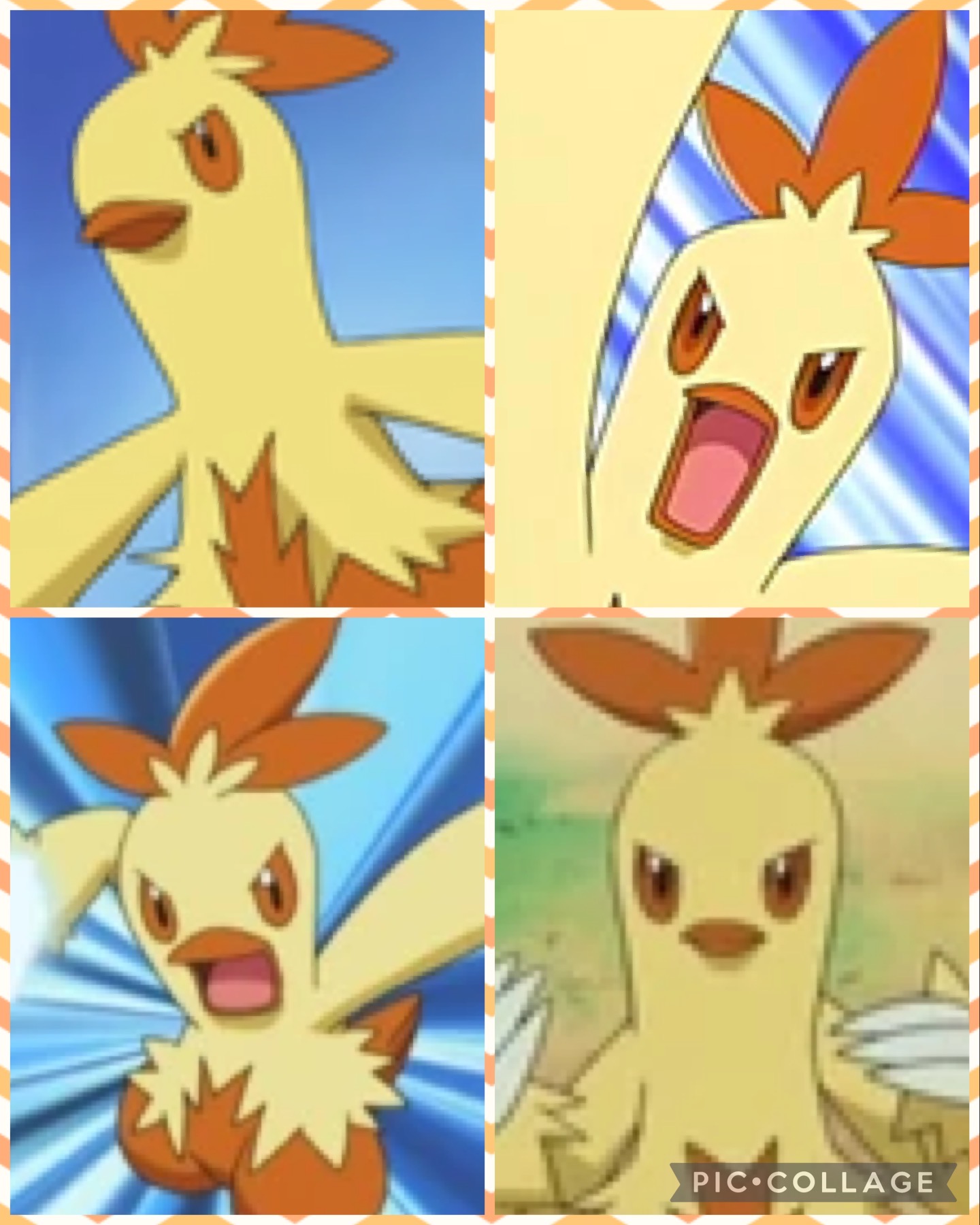 Combuskn Combusken (Collage) by VanessaThePanther on DeviantArt