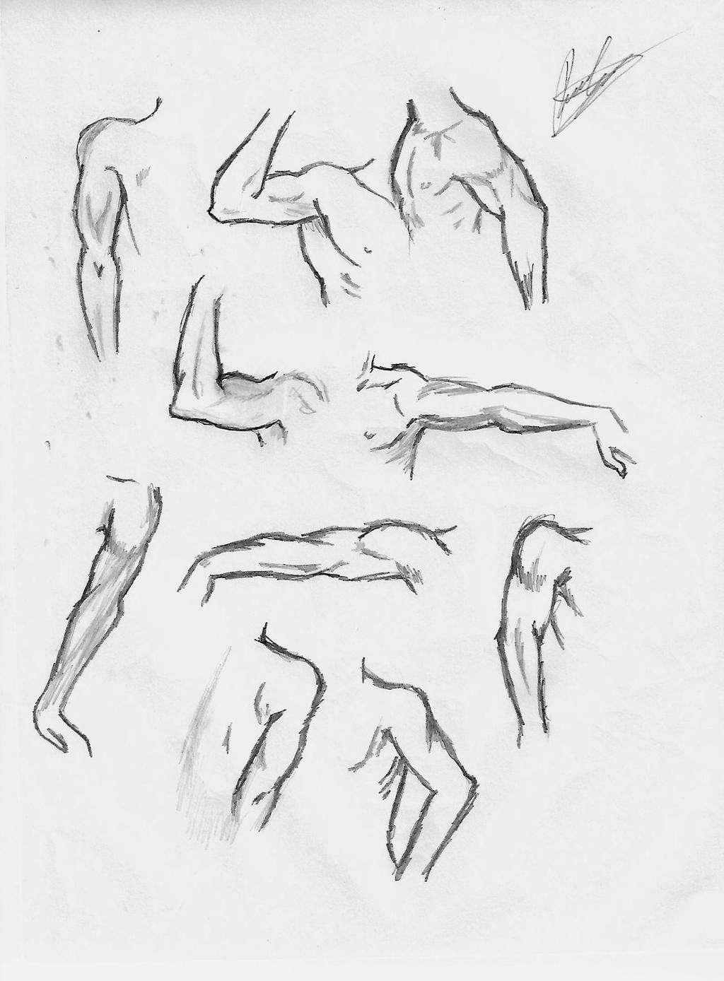 Male arm reference by DielLima on DeviantArt