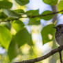 nestling gray flycatcher