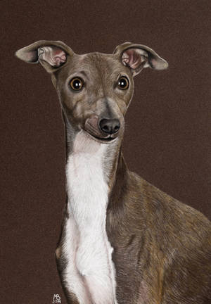 Italian greyhound by Nemonvmv