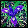 Purple Iris