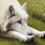 White Wolf Lounging